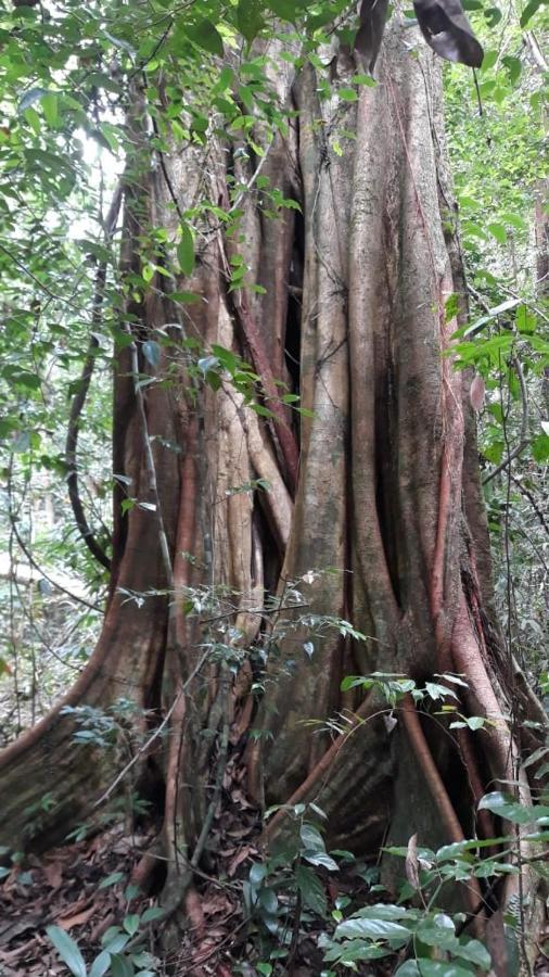 Rainforest River Edge Deniyaya Exterior foto